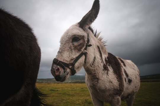 Donkeys in Ireland. Funny picture of farm animals