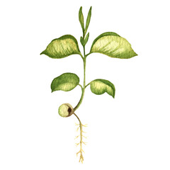 Green small plant with seed and soybean leaves. Stages of grow.