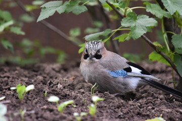 blue jay bird