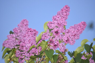 lilac flowers
