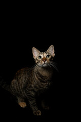 Fototapeta na wymiar Portrait of a domestic cat with stripes and green eyes, on an isolated background of black color.