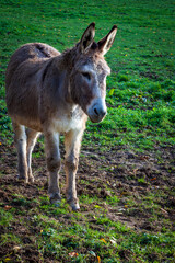 Uriage les Bains, Isere, Rhone-Alpes, France, 20 11 2022 little gray donkey in a meadow