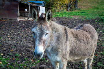 Uriage les Bains, Isere, Rhone-Alpes, France, 20 11 2022 little gray donkey in a meadow