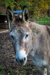 Uriage les Bains, Isere, Rhone-Alpes, France, 20 11 2022 little gray donkey in a meadow