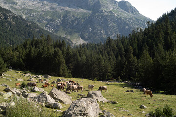 Vacas tumbadas en un prado de césped, con el bosque y las montañas al fondo (en Boi-Taüll, pirineo catalán, españa)