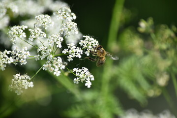 bee on a flower