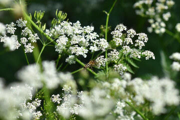 forget me not flowers