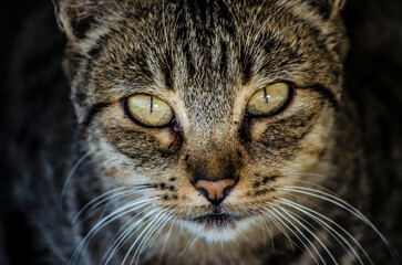 Portrait of a pretty stray cat staring