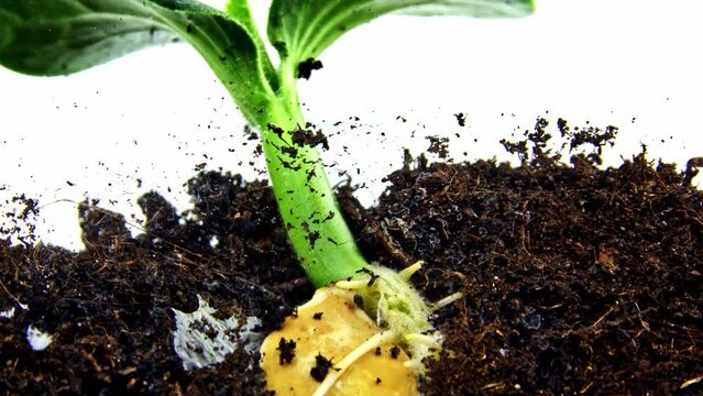 Isolated macro timelapse of pumpkin grain planted under the ground and growing there. The roots and stem with leaves are appearing. Life cycle of the gourd filmed against alpha channel background.