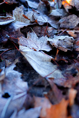 Detailed close up of frozen leaf in winter