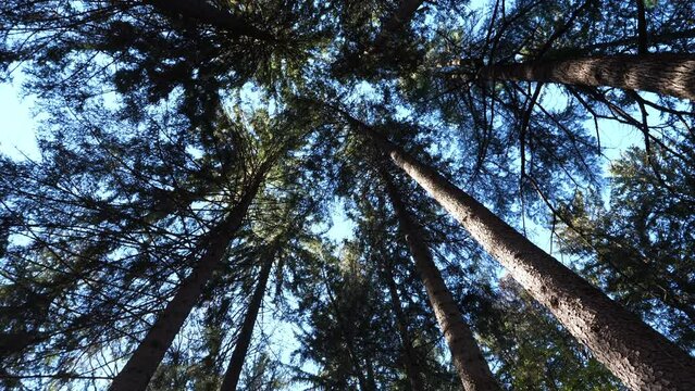 Pine forest seen from below, looking up at the trees from below video
