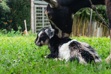 black and white baby goat