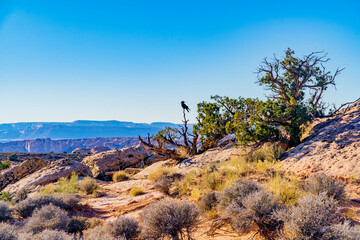 Crow on a dead tree in Arches National Park, Utah