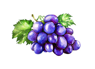 Watercolor technique. Bunch of purple ripe grapes. Isabella - 548065294