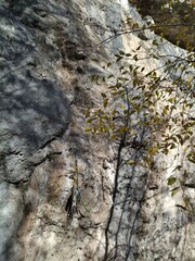 rock climbing limestone cliff in dolomites