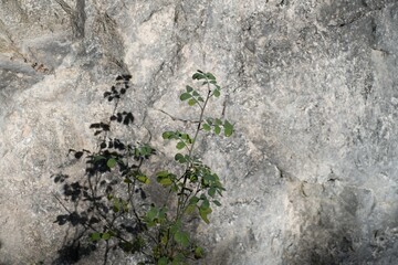 rock climbing limestone cliff in dolomites