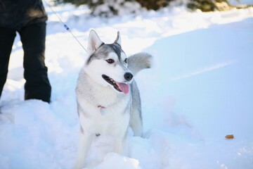 siberian husky dog