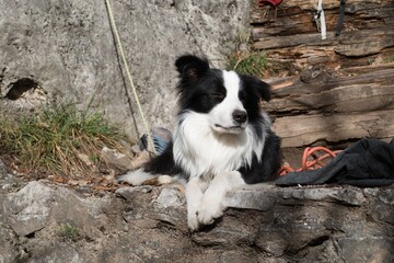 border collie waiting for climbers unter a rock