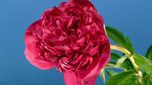 Red Peony Open Flower in Time Lapse on a Blue Background. Vedding Concept. Side View