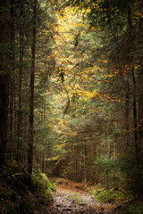 Forest path in autumn 