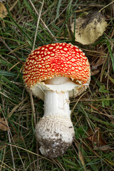 Red mushroom in the grass