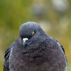 cool pigeon