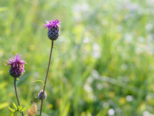 Postcard summer herbs and flowers. Grasses and flowers background.