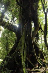 Fototapeta premium tree in the forest