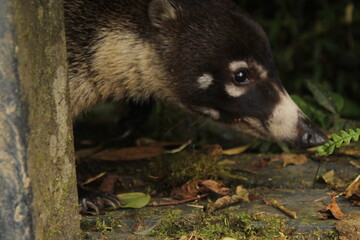racoon in the forest