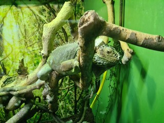 Green Iguana