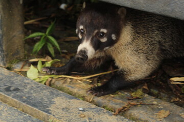 racoon in the forest