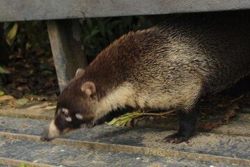 racoon in the forest