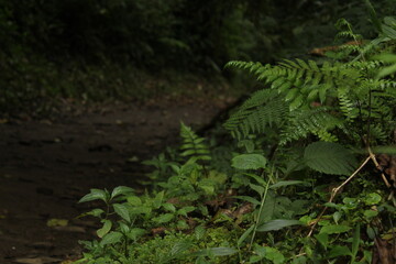 fern in the woods