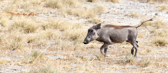 Fototapeta premium Photo of a common warthog