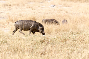 Photo of a common warthog