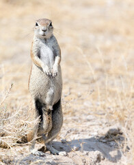 A picture of standing ground squirrel