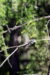 A view of  black redstart bird