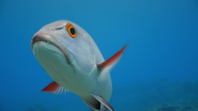 Red Snapper fish swims close towards camera