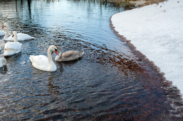 white swans group on the lake swim well under the bright sun