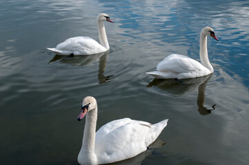 white swans group on the lake swim well under the bright sun