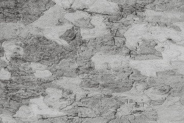 Grey rustic texture background with craquelure. Monochrome.