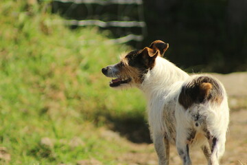 Obraz premium jack russell terrier