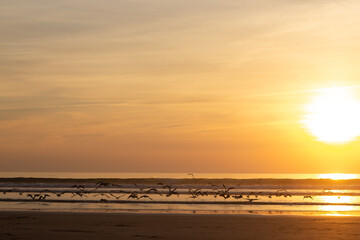 Obraz premium Seagulls flying on beach at sunset. Pack of birds in rays of setting sun. Nature, animal concept