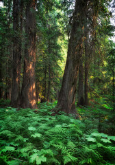 Ferns and Giant Cedars in Forest