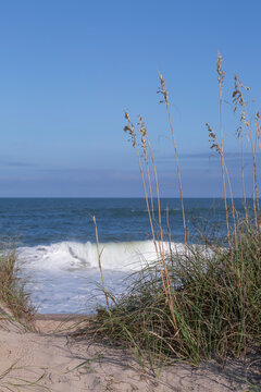Sea Oats and Surf