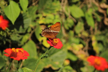 butterfly on flower