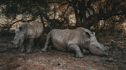 Rhino Snooze