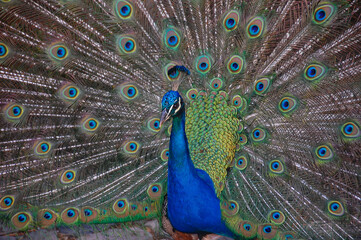 Fototapeta premium peacock with feathers out 