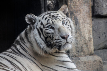 Tigre blanco mirando a los visitantes