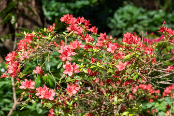 Fototapeta na wymiar Early azalea (rhododendron prinophyllum) flowers in bloom